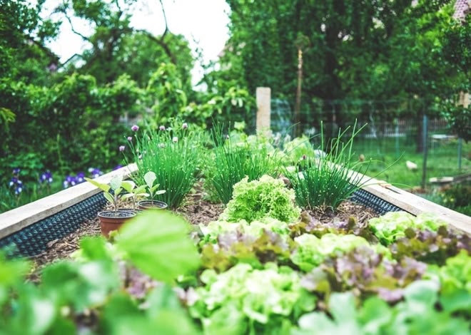 Herbal Remedies to Reduce Stress & Anxiety