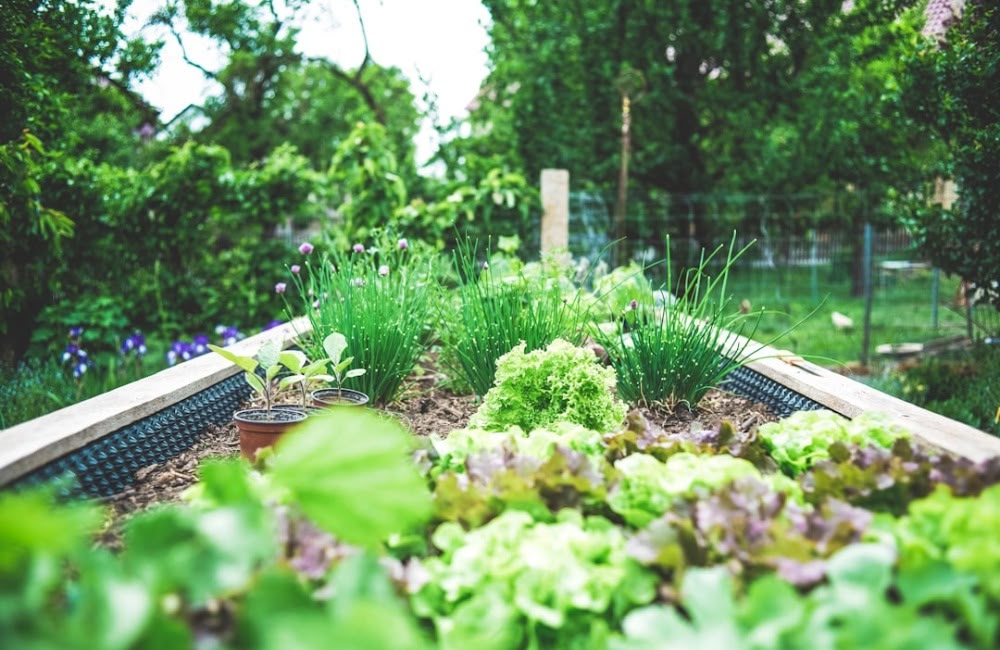 Herbal Remedies to Reduce Stress & Anxiety