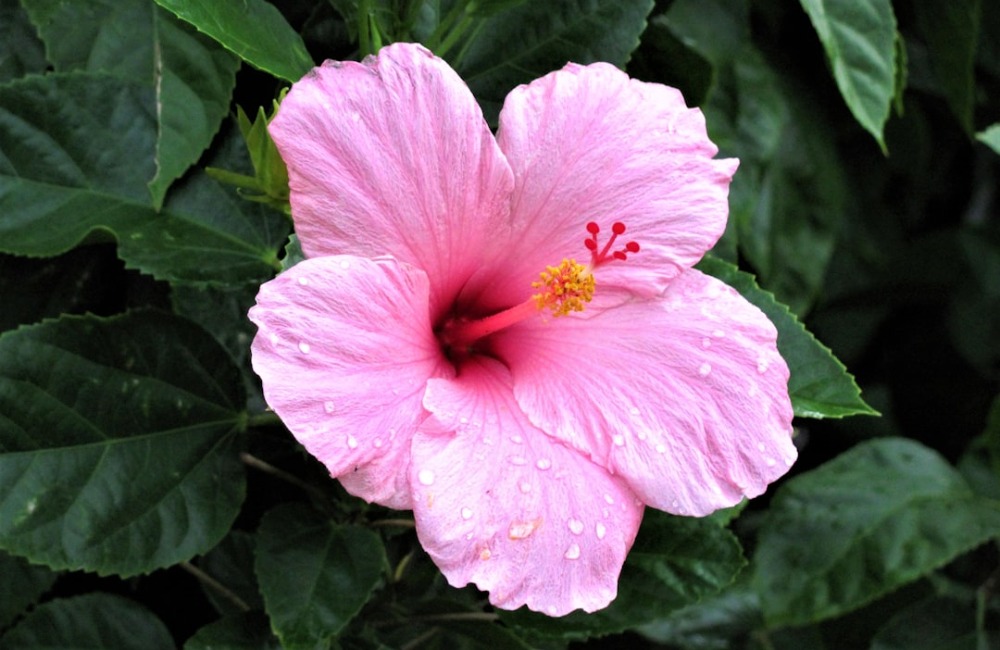 How to Water, Plant & Grow Hibiscus