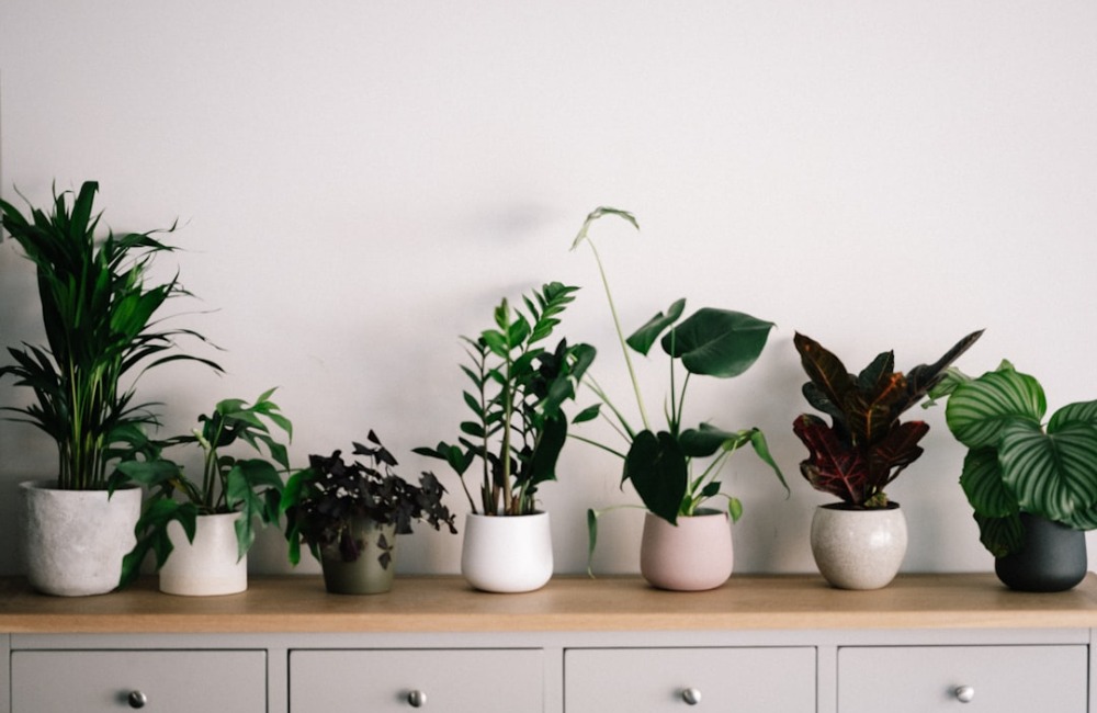 Potted Plants for Mother’s Day