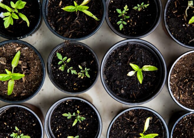 How to Make an Herb Garden