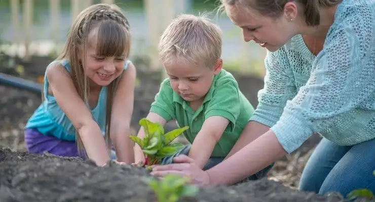 Basics of Vegetable Gardening