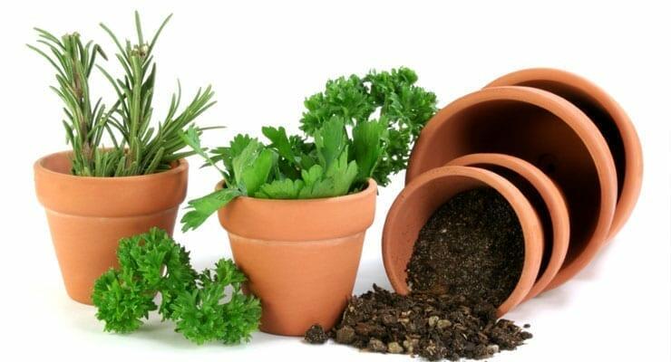 How to Build Your Own Herb Garden