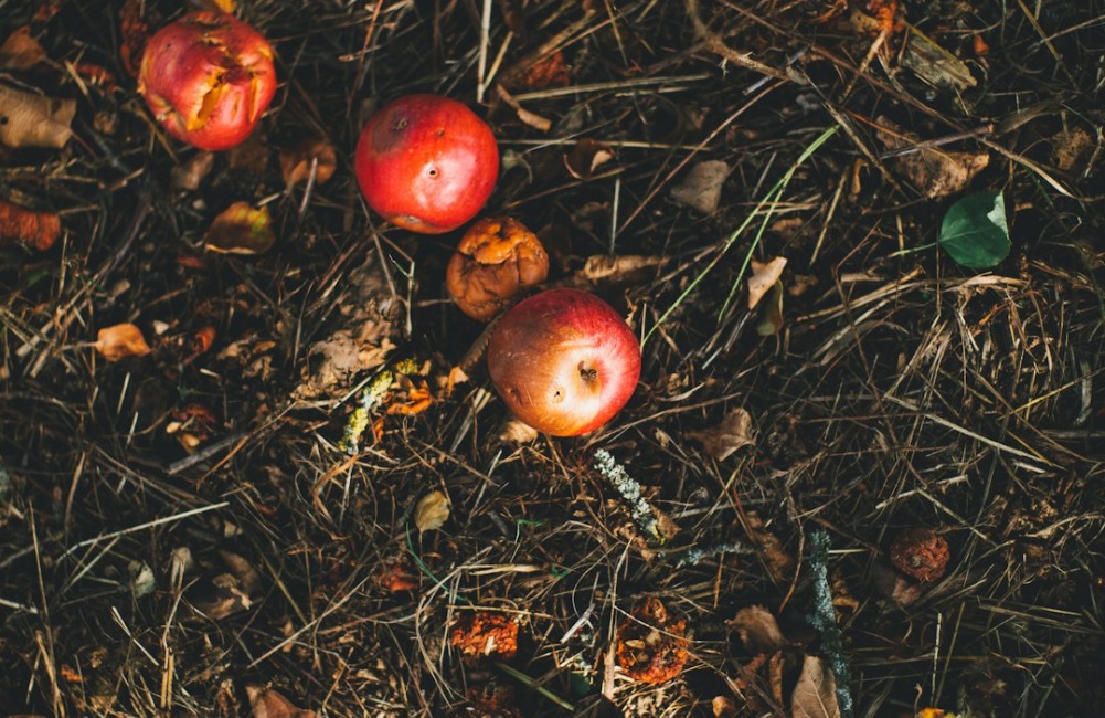 How to Make Your Own Organic Soil