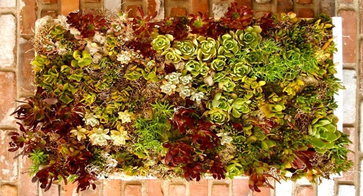 Let’s Craft: How to Make a Succulent Wall