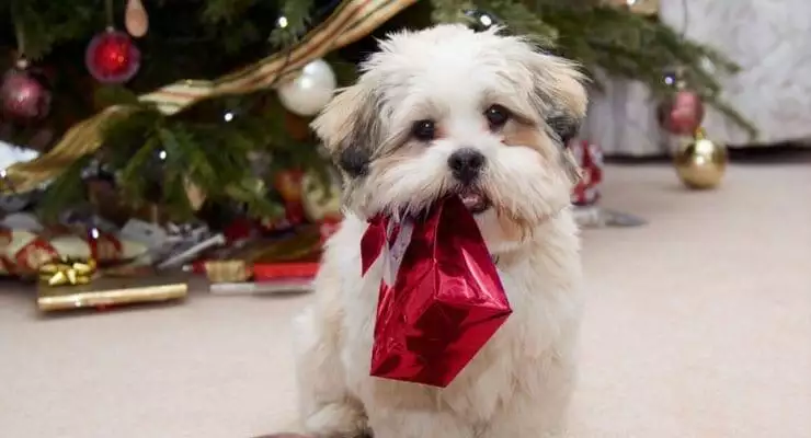 Puppy-Proof Your House: Pet Safety Tips For The Holiday Season