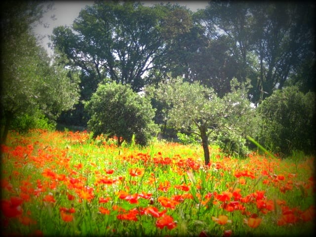 Days of Wine and Roses and Biking in France