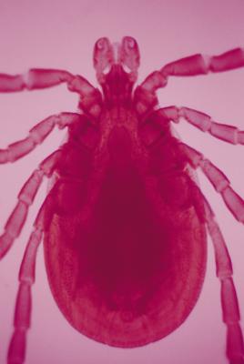 Lyme Disease in Young Children