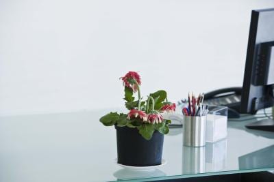 How to Decorate Potted Plants