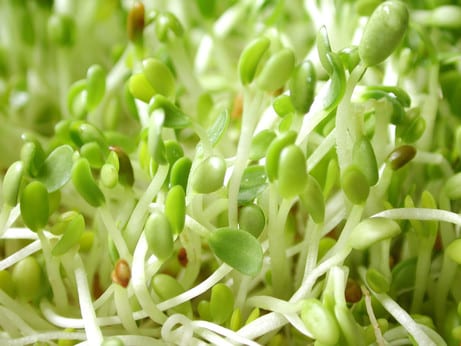 Texas Alfalfa Sprouts Recalled