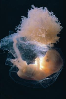 Baby Embryo Development