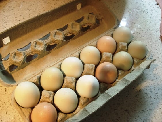 Tainted Eggs Tied To 6 Reported Illnesses