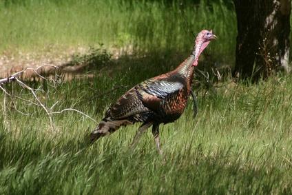 Easy Thanksgiving Crafts