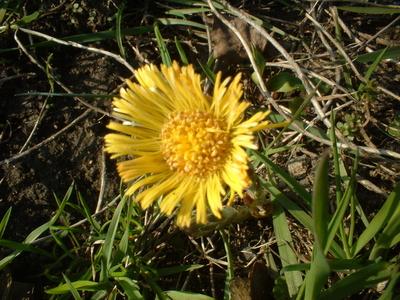 Dandelion Tea for Weight Loss