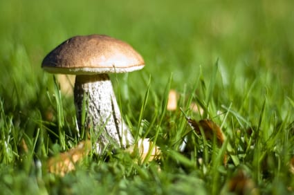 Using Mushrooms to Teach Kids About Food Ownership