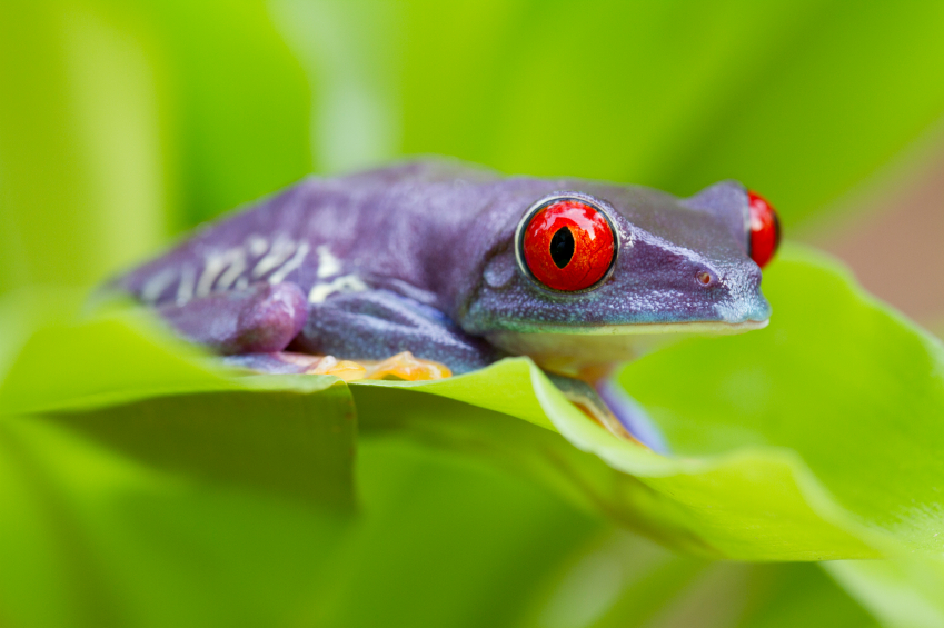 Avoid the big purple frogs - ModernMom.