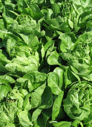 California Lettuce Recalled Over Contamination Fears