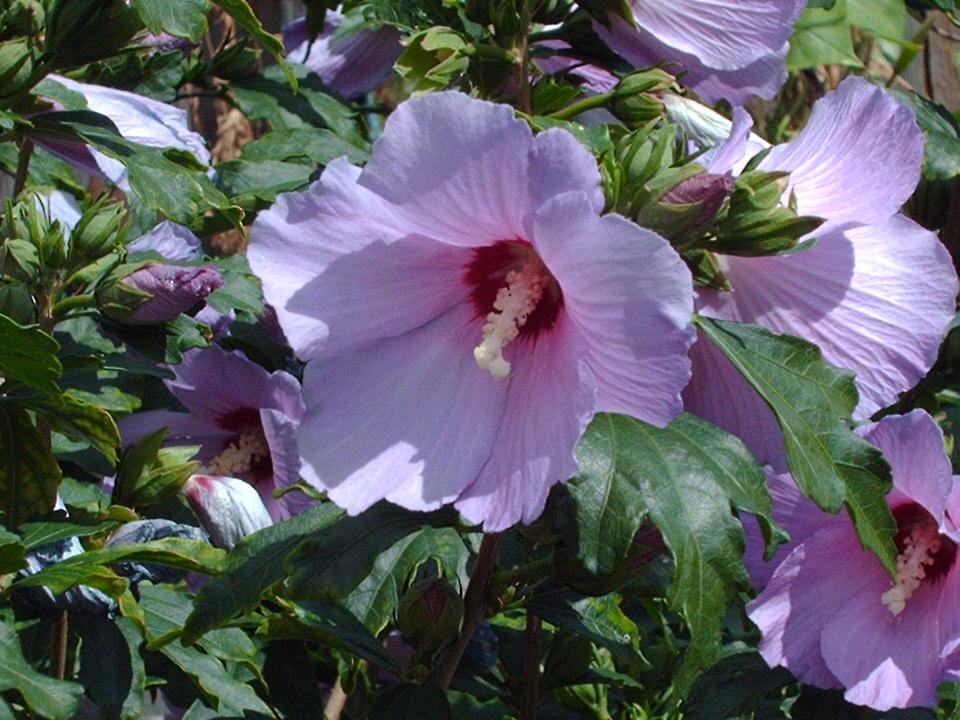 How to Water, Plant & Grow Hibiscus