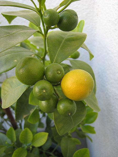 How to Grow a Miniature Orange Tree