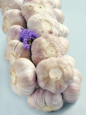 Garlic Bulbs With the Best Flavor