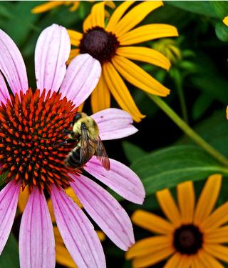Old-Fashioned Home Remedies for Bee Stings