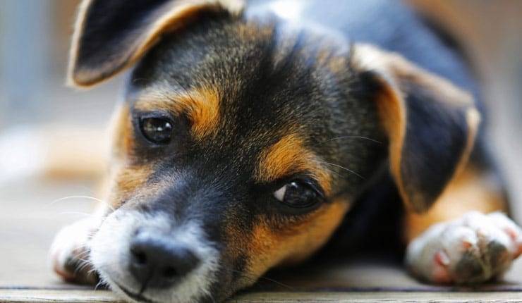 Why Puppy Rearing Is More Difficult Than Raising A Child
