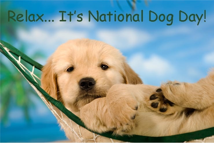 Celebrate National Dog Day!