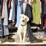 What Will Draw Smells Out of a Closet?