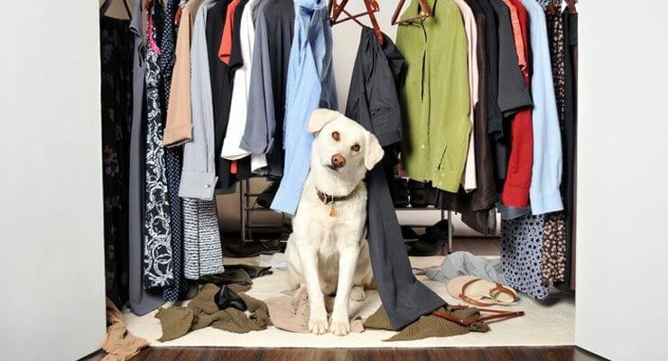 What Will Draw Smells Out Of A Closet Modern Mom