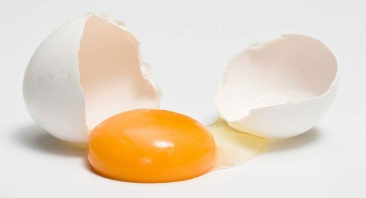 Salmonella Vs. E. Coli