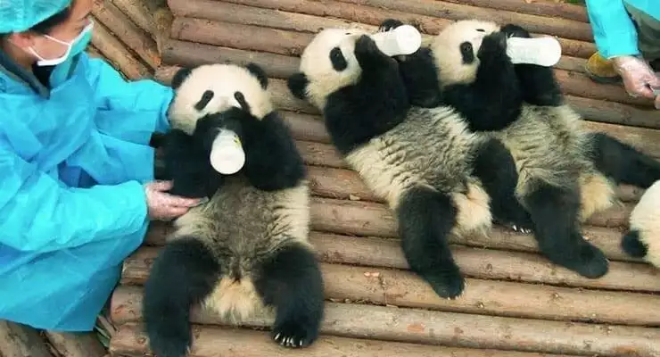 PANDAS – Adorable IMAX Movie Narrated By Kristen Bell