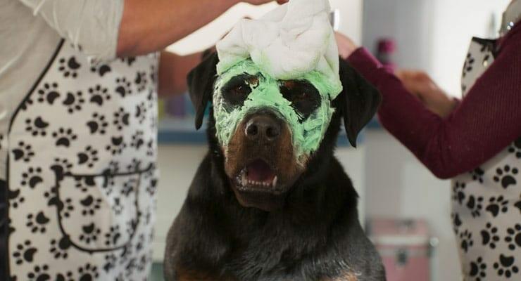 Show Dogs Is Fun Film For The Whole Family