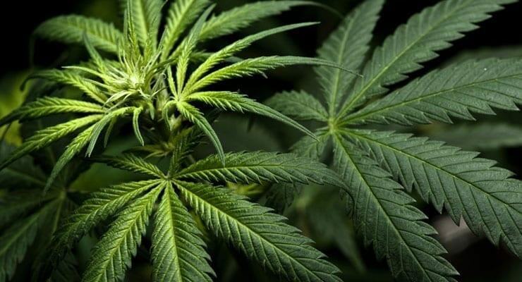 What Every Parent Needs To Understand >> What Every Parent Needs To Understand About Marijuana And The What Every Parent Needs To Understand >> What Every Parent Needs To Understand About Marijuana And The