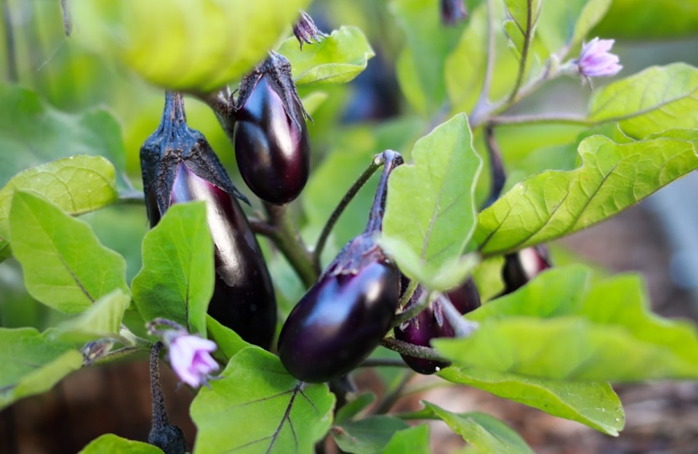 Easy Miso Eggplant Recipe