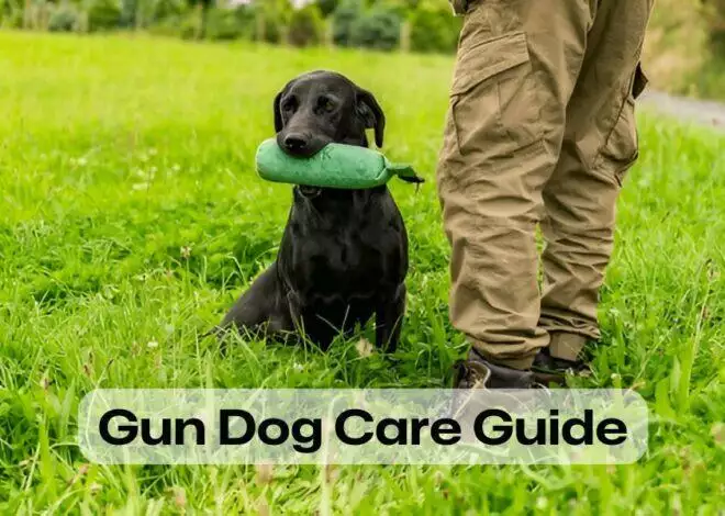 Best Gun Dogs Care Guide – 5 Common Diseases and Treatment