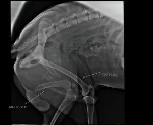 Musculoskeletal Injuries in Dogs