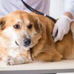 10 Symptoms of Diabetes in Dogs