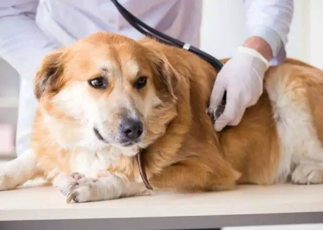 What Are the 10 Symptoms of Diabetes in Dogs?