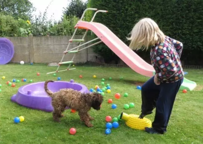 Three Games for Kids and Dogs to Play Together