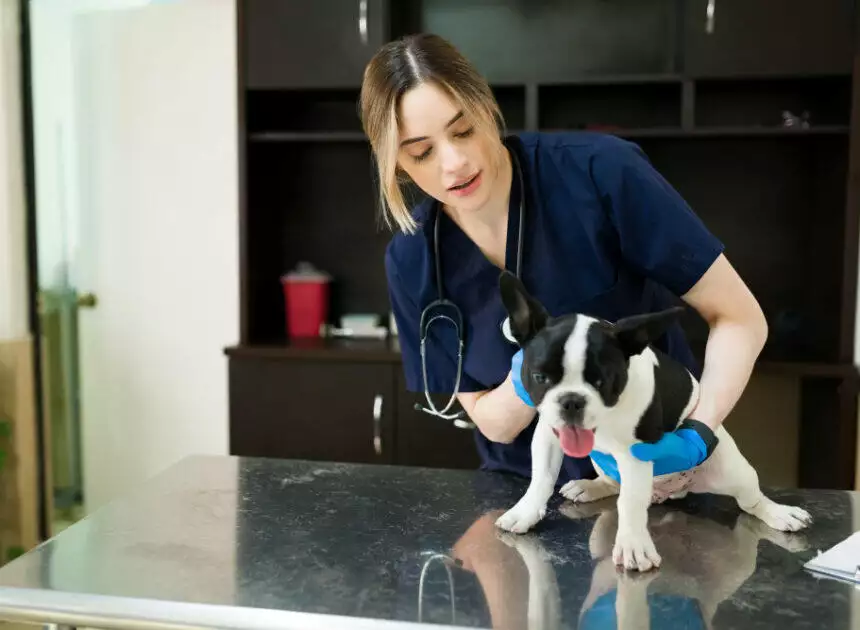 5 Signs Your Dog Needs a Vet Visit Immediately
