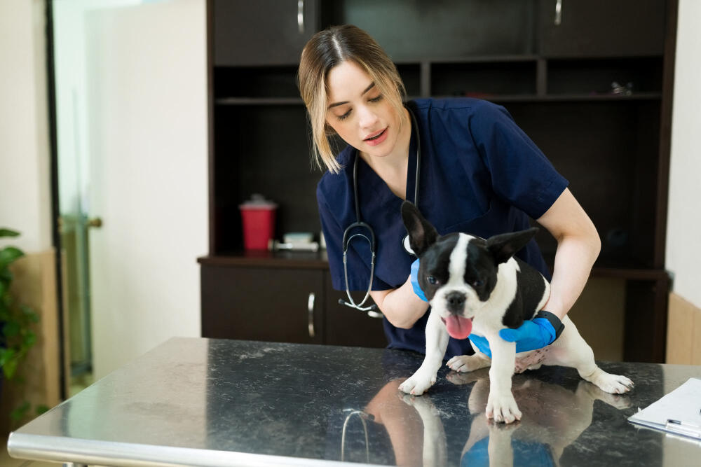 5 Signs Your Dog Needs a Vet Visit Immediately