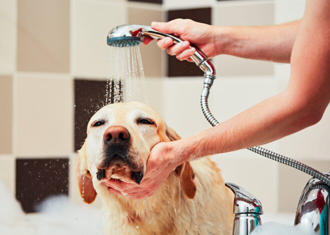 4 Ways to Manage Golden Retriever Shedding