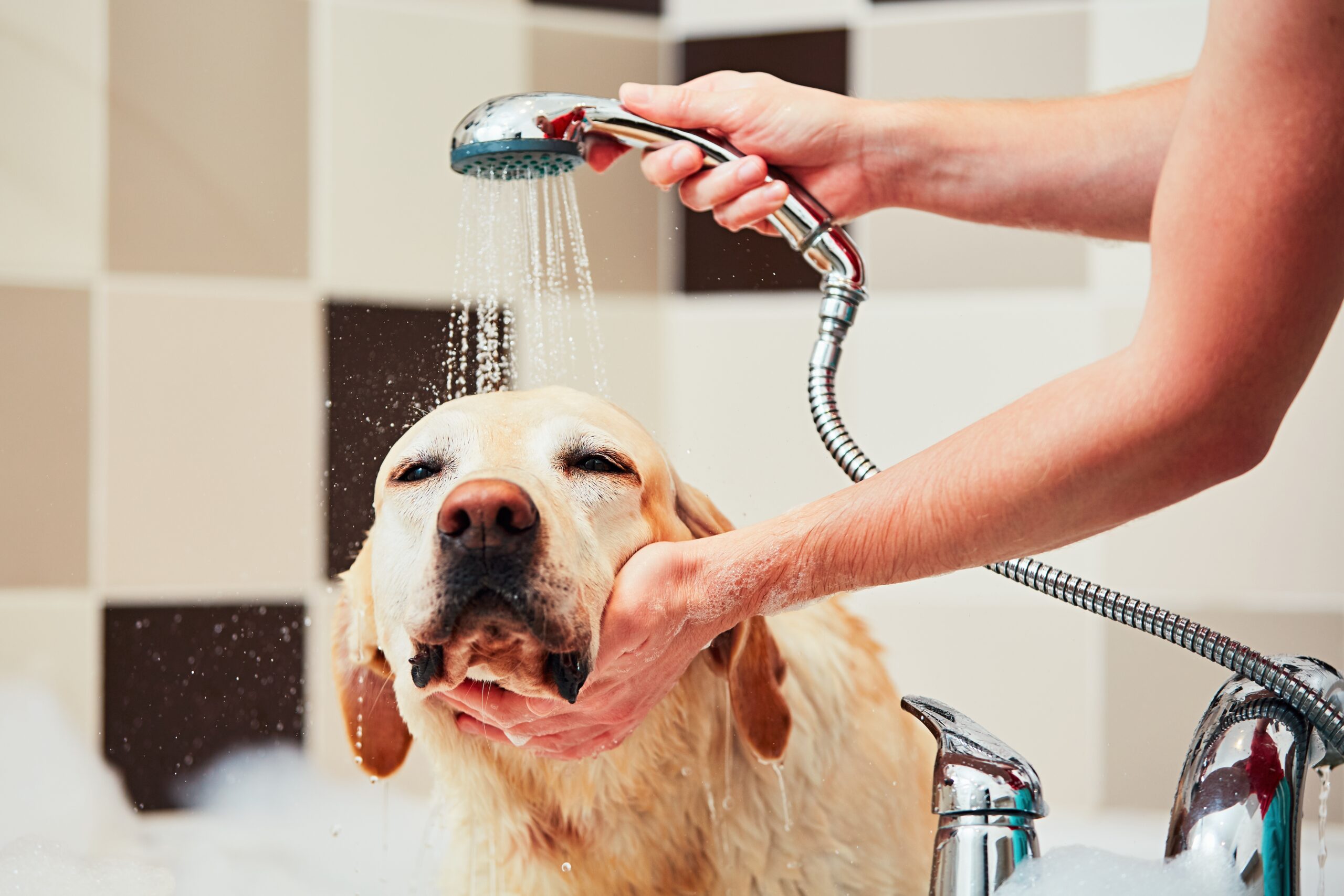 Manage Golden Retriever Shedding