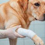 How to Bandage a Dog Wound Effectively
