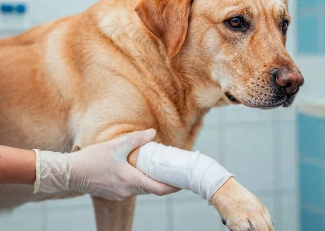 How to Bandage a Dog Wound Effectively