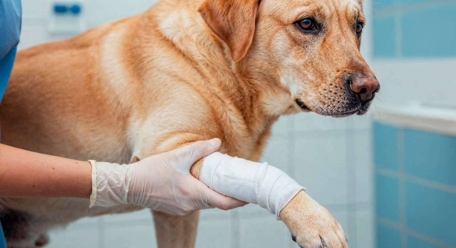 How to Bandage a Dog Wound Effectively