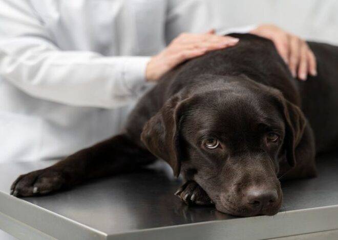 What Causes Seizures in Dogs? A Complete Guide for Pet Owners and Vets