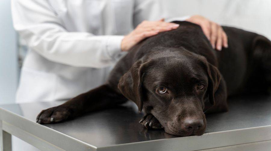 What Causes Seizures in Dogs? A Complete Guide for Pet Owners and Vets