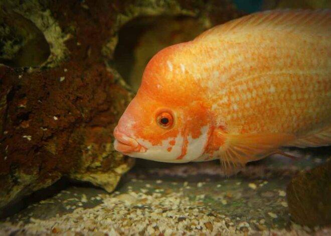 Peacock Chichlids Color and Care: Complete Guide to This Vibrant Fish