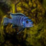 peacock cichlid fish